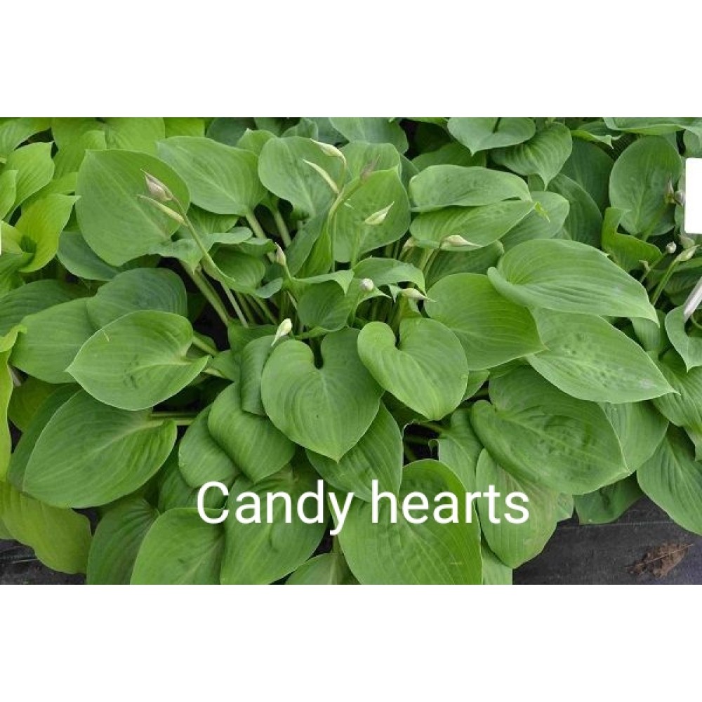 Hosta Candy Hearts